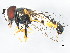  ( - 10BBDIP-0646)  @13 [ ] CreativeCommons - Attribution (2010) CBG Photography Group Centre for Biodiversity Genomics
