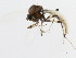  ( - 10BBDIP-0945)  @14 [ ] CreativeCommons - Attribution (2010) CBG Photography Group Centre for Biodiversity Genomics