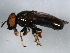  ( - 10BBDIP-0834)  @12 [ ] CreativeCommons - Attribution (2010) CBG Photography Group Centre for Biodiversity Genomics