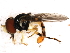 (Toxomerus arcifer - 10BBDIP-0838)  @13 [ ] CreativeCommons - Attribution (2010) CBG Photography Group Centre for Biodiversity Genomics