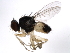  ( - 10BBDIP-0956)  @13 [ ] CreativeCommons - Attribution (2010) CBG Photography Group Centre for Biodiversity Genomics