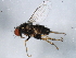  ( - 10BBDIP-0972)  @13 [ ] CreativeCommons - Attribution (2010) CBG Photography Group Centre for Biodiversity Genomics