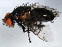  ( - 10BBDIP-0980)  @13 [ ] CreativeCommons - Attribution (2010) CBG Photography Group Centre for Biodiversity Genomics