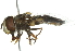  ( - 10BBDIP-0119)  @13 [ ] CreativeCommons - Attribution (2010) CBG Photography Group Centre for Biodiversity Genomics