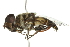  ( - 10BBDIP-0123)  @13 [ ] CreativeCommons - Attribution (2010) CBG Photography Group Centre for Biodiversity Genomics