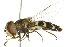  (Scaeva - 10BBDIP-0147)  @15 [ ] CreativeCommons - Attribution (2010) CBG Photography Group Centre for Biodiversity Genomics