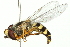  ( - 10BBDIP-0156)  @13 [ ] CreativeCommons - Attribution (2010) CBG Photography Group Centre for Biodiversity Genomics