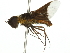  ( - 10BBDIP-0233)  @12 [ ] CreativeCommons - Attribution (2010) CBG Photography Group Centre for Biodiversity Genomics