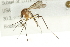  (Aedes canadensis - 10BBDIP-0254)  @14 [ ] CreativeCommons - Attribution (2010) CBG Photography Group Centre for Biodiversity Genomics