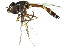  (Dioprosopa - 10BBDIP-0050)  @14 [ ] CreativeCommons - Attribution (2010) CBG Photography Group Centre for Biodiversity Genomics