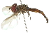  ( - 10BBDIP-0055)  @13 [ ] CreativeCommons - Attribution (2010) CBG Photography Group Centre for Biodiversity Genomics