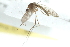 ( - 10BBDIP-0265)  @12 [ ] CreativeCommons - Attribution (2010) CBG Photography Group Centre for Biodiversity Genomics