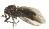 ( - 10BBDIP-0277)  @12 [ ] CreativeCommons - Attribution (2010) CBG Photography Group Centre for Biodiversity Genomics