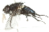  (Protocalliphora asiovora - 10BBDIP-0330)  @13 [ ] CreativeCommons - Attribution (2010) CBG Photography Group Centre for Biodiversity Genomics