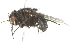  ( - 10BBDIP-0348)  @13 [ ] CreativeCommons - Attribution (2010) CBG Photography Group Centre for Biodiversity Genomics