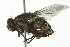  ( - 10BBDIP-0513)  @12 [ ] CreativeCommons - Attribution (2010) CBG Photography Group Centre for Biodiversity Genomics