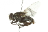  ( - 10BBDIP-0528)  @13 [ ] CreativeCommons - Attribution (2010) CBG Photography Group Centre for Biodiversity Genomics
