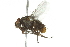  ( - 10BBDIP-0529)  @12 [ ] CreativeCommons - Attribution (2010) CBG Photography Group Centre for Biodiversity Genomics