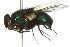  ( - 10BBDIP-0370)  @13 [ ] CreativeCommons - Attribution (2010) CBG Photography Group Centre for Biodiversity Genomics
