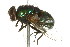  ( - 10BBDIP-0371)  @13 [ ] CreativeCommons - Attribution (2010) CBG Photography Group Centre for Biodiversity Genomics