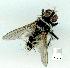 (Trigonospila cingulata - gvc10107-1L)  @12 [ ] Copyright (2004) Unspecified Unspecified