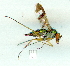  (Chrysosomatini - gvc10471-1L)  @14 [ ] Copyright (2004) Unspecified Unspecified