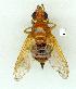  (Lamprogaster tricauda - gvc10861-1L)  @13 [ ] Copyright (2004) Unspecified Unspecified