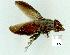  (Cephaloconus tenebrosus - gvc12006-1L)  @12 [ ] Copyright (2004) Unspecified Unspecified