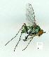  (Chrysosoma crinicorne - gvc13990-1L)  @13 [ ] Copyright (2004) Unspecified Unspecified