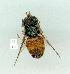  (Paragus crenulatus - gvc14124-1L)  @13 [ ] Copyright (2004) Unspecified Unspecified