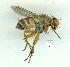  (Pygophora - gvc14268-1L)  @14 [ ] Copyright (2004) Unspecified Unspecified
