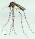  (Aedes notoscriptus - gvc14740-1L)  @14 [ ] Copyright (2004) Graeme V. Cocks Unspecified