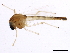  ( - gvc17000-1L)  @12 [ ] CreativeCommons - Attribution (2012) CBG Photography Group Centre for Biodiversity Genomics