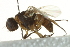  ( - gvc17551-1L)  @12 [ ] CreativeCommons - Attribution (2012) CBG Photography Group Centre for Biodiversity Genomics