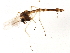  (Chironomus cloacalis - gvc17942-1L)  @13 [ ] CreativeCommons - Attribution (2012) CBG Photography Group Centre for Biodiversity Genomics
