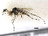  (Aedes vigilax - gvc18133-1L)  @13 [ ] CreativeCommons - Attribution (2012) CBG Photography Group Centre for Biodiversity Genomics