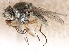  ( - gvc18147-1L)  @12 [ ] CreativeCommons - Attribution (2012) CBG Photography Group Centre for Biodiversity Genomics