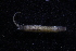  ( - LACM:DISCO:2692)  @11 [ ] CreativeCommons  Attribution (by) (2018) Natural History Museum of Los Angeles County Natural History Museum of Los Angeles County