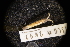  ( - LACM:DISCO:2692)  @11 [ ] CreativeCommons  Attribution (by) (2018) Natural History Museum of Los Angeles County Natural History Museum of Los Angeles County