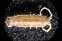  (Pentidotea aculeata - LACM:DISCO:2709)  @11 [ ] CreativeCommons  Attribution (by) (2018) Natural History Museum of Los Angeles County Natural History Museum of Los Angeles County
