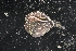  ( - LACM:DISCO:3196)  @11 [ ] CreativeCommons  Attribution (by) (2018) Natural History Museum of Los Angeles County Natural History Museum of Los Angeles County