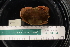  ( - LACM:DISCO:3226)  @11 [ ] CreativeCommons  Attribution (by) (2018) Natural History Museum of Los Angeles County Natural History Museum of Los Angeles County