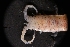  (Pentidotea montereyensis - LACM:DISCO:3256)  @11 [ ] CreativeCommons  Attribution (by) (2018) Natural History Museum of Los Angeles County Natural History Museum of Los Angeles County