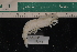  ( - LACM:DISCO:3337)  @11 [ ] CreativeCommons  Attribution (by) (2018) Natural History Museum of Los Angeles County Natural History Museum of Los Angeles County