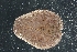  ( - LACM:DISCO:3352)  @11 [ ] CreativeCommons  Attribution (by) (2018) Natural History Museum of Los Angeles County Natural History Museum of Los Angeles County