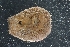  ( - LACM:DISCO:3352)  @11 [ ] CreativeCommons  Attribution (by) (2018) Natural History Museum of Los Angeles County Natural History Museum of Los Angeles County