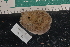  ( - LACM:DISCO:3352)  @11 [ ] CreativeCommons  Attribution (by) (2018) Natural History Museum of Los Angeles County Natural History Museum of Los Angeles County