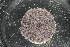  ( - LACM:DISCO:3361)  @11 [ ] CreativeCommons  Attribution (by) (2018) Natural History Museum of Los Angeles County Natural History Museum of Los Angeles County