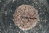  ( - LACM:DISCO:3361)  @11 [ ] CreativeCommons  Attribution (by) (2018) Natural History Museum of Los Angeles County Natural History Museum of Los Angeles County