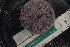  ( - LACM:DISCO:3361)  @11 [ ] CreativeCommons  Attribution (by) (2018) Natural History Museum of Los Angeles County Natural History Museum of Los Angeles County